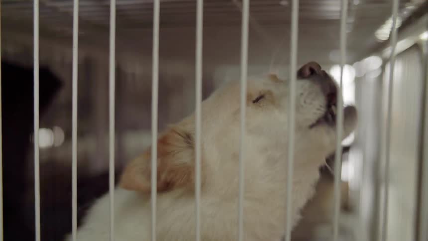 White dog barks as it sits behind a gate