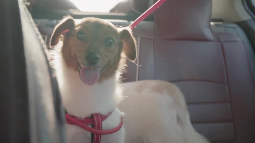 The dog is sitting in the back of the moving car