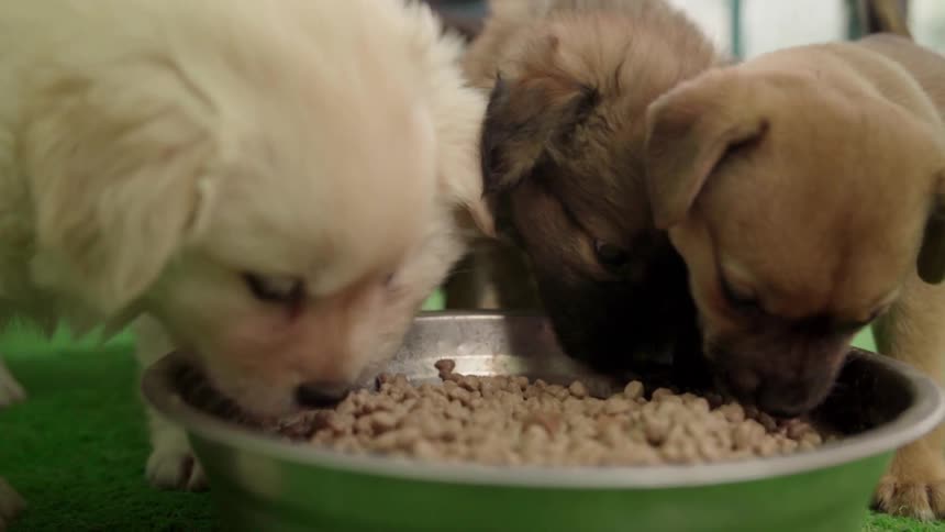 Puppies eat kibble from a bowl