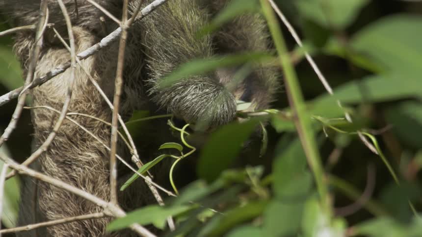 A sloth eats leaves in a tree