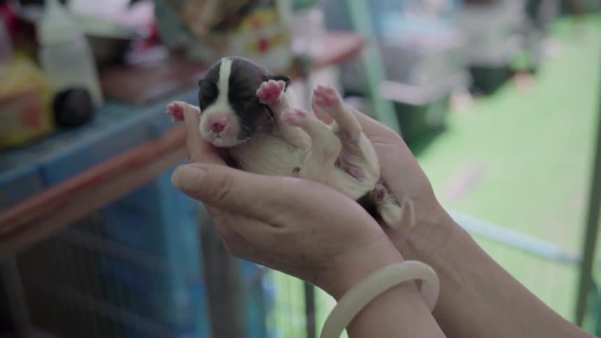 A person is holding a small puppy in their hands