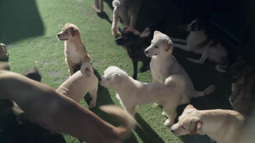 Many dogs gathered on the green grass