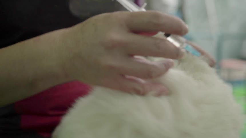 A woman injects a squirming puppy with a syringe