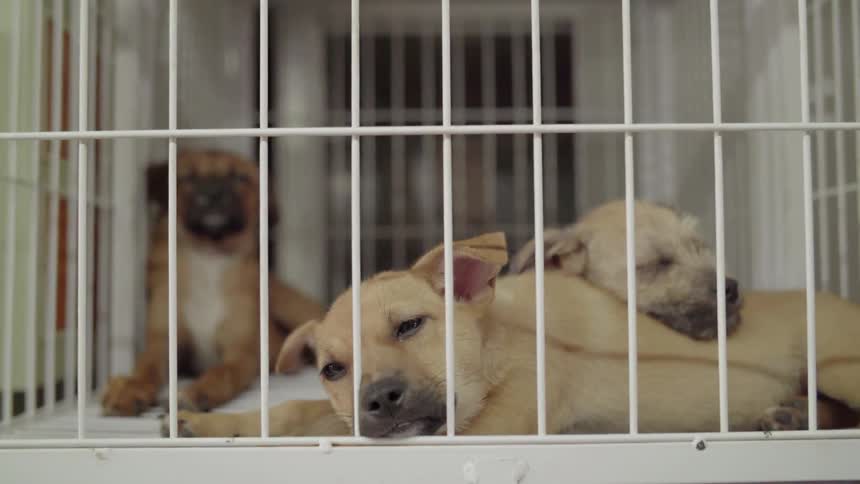 Puppies nap in a cage