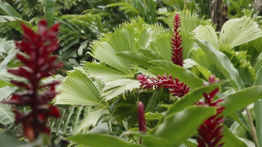 Red Flowers surrounded by green leaves
