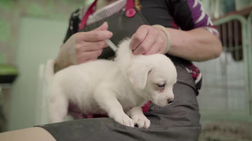 Woman injects a syringe into a white puppy