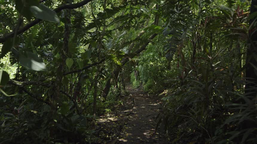 A small trail runs through the forest