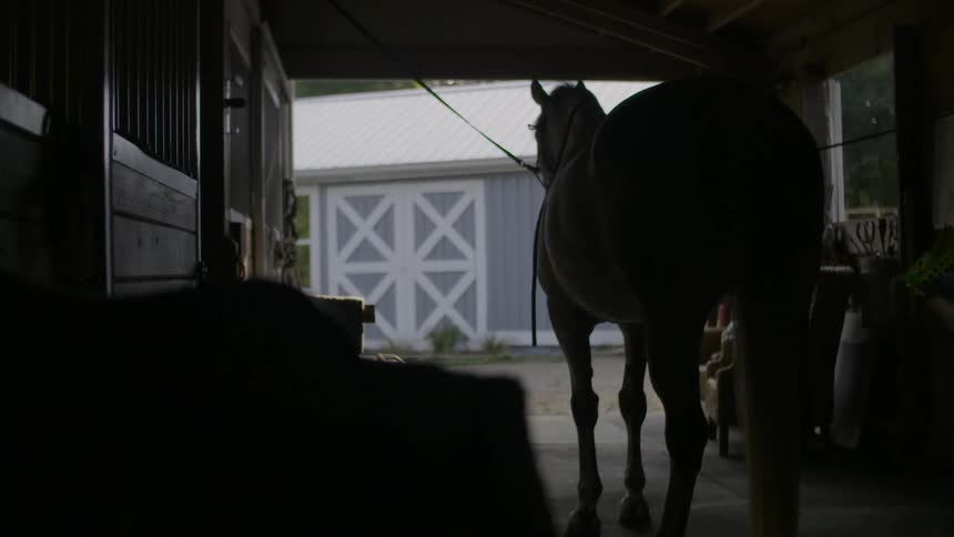 Horse standing in a barn