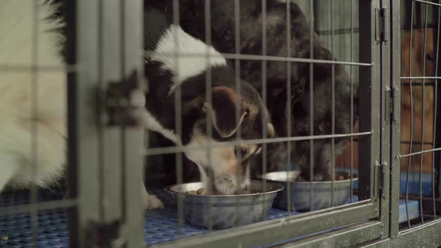 Dogs eat kibble in a cage