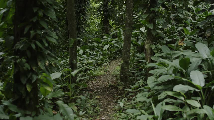 A forest area with a narrow path in the middle