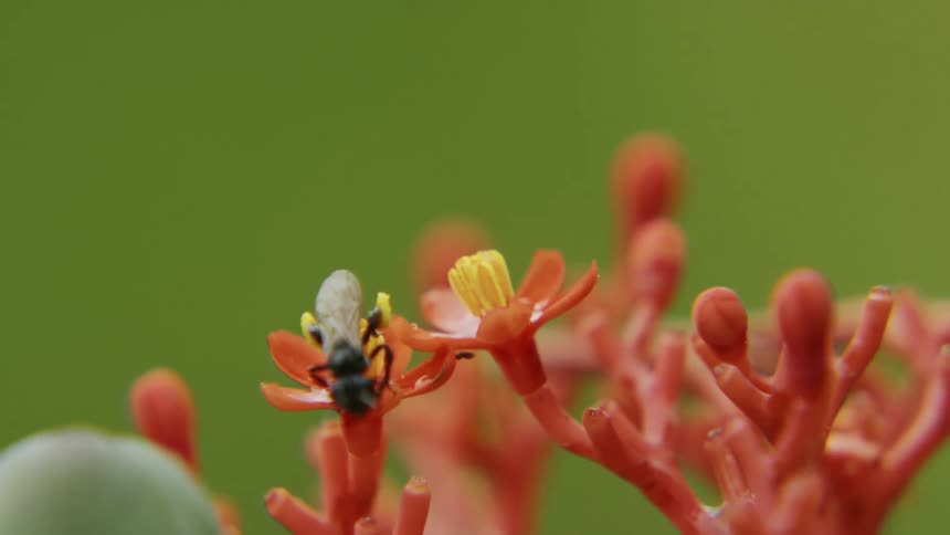 A bee collects pollen from a flower