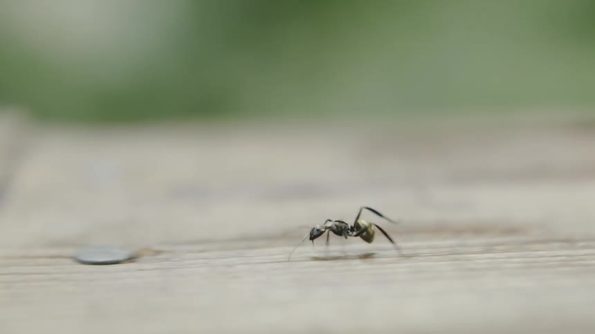 An ant crawls on wood boards