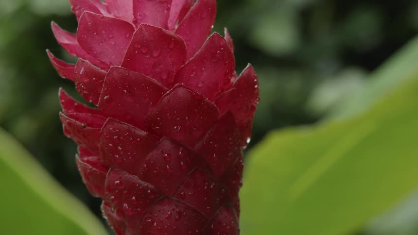 Cone of pink petals surrounded by green leaves