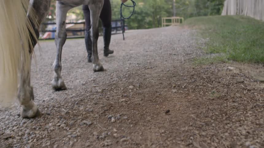Person leading a horse up a dirt road