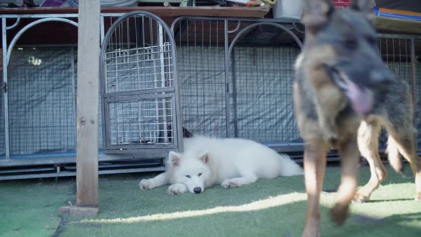 White dog lays on the grass as another dog walks nearby