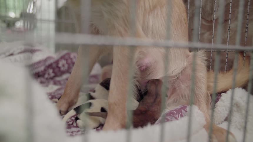 Baby puppies are nursing on their mother