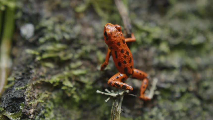 Red frog with black spots holds onto a branch