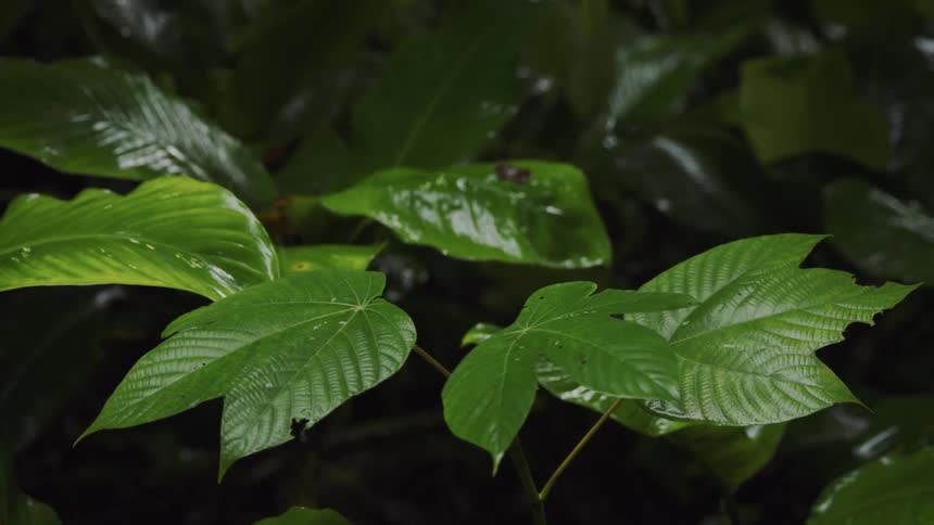 The green leaves are covered with water