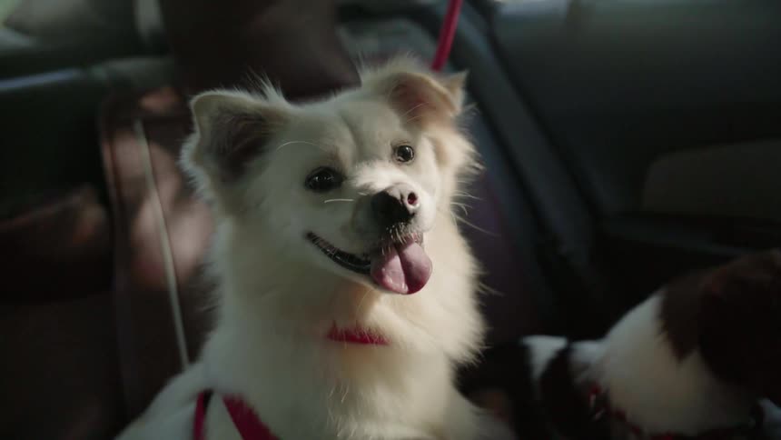 A happy dog is panting in the car