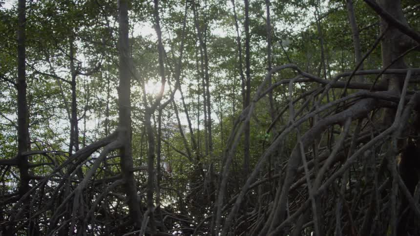 The sun peaks in through the dense forest