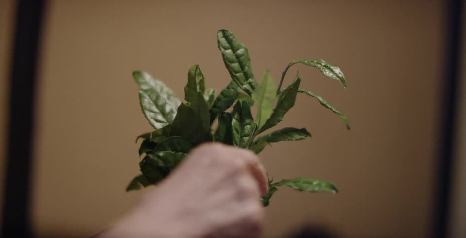 A person moves the leaves on a plant around