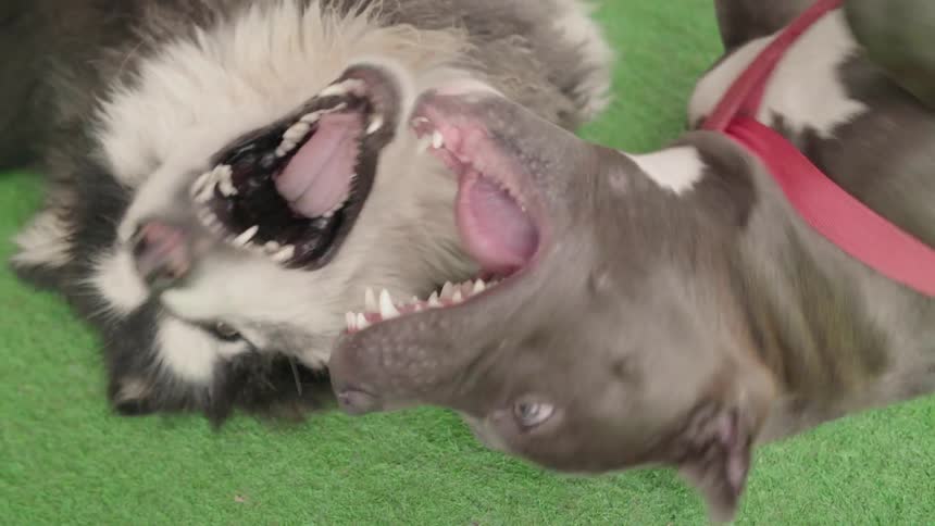 Two dogs frolic on the green grass
