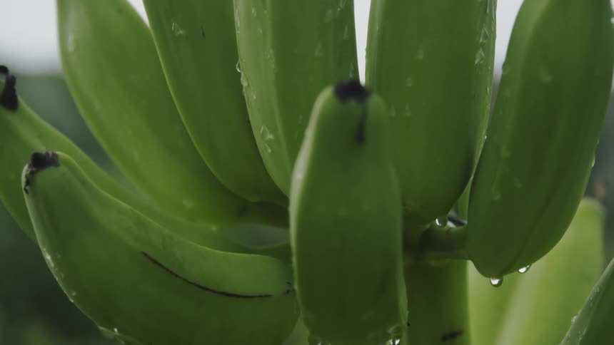 Water droplets sit on a bunch of green bananas