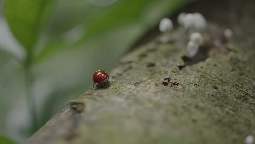 A bug sitting on a log
