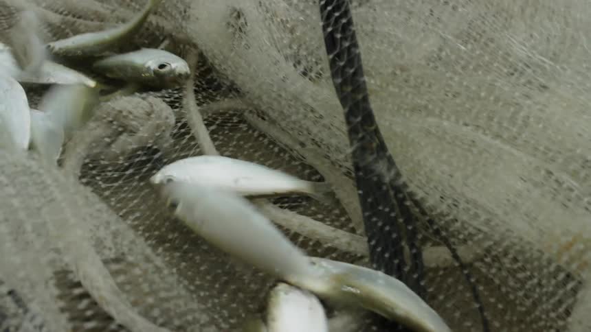 Fish flop around in a fishing net