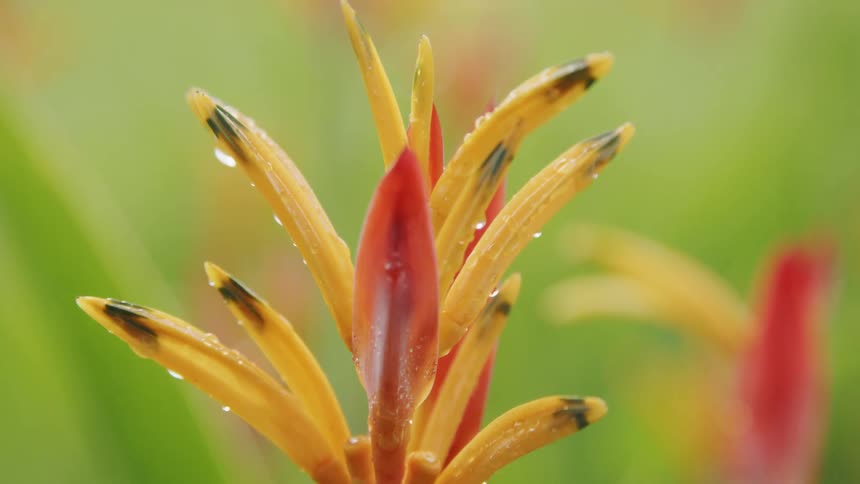 Water droplets cover a flower