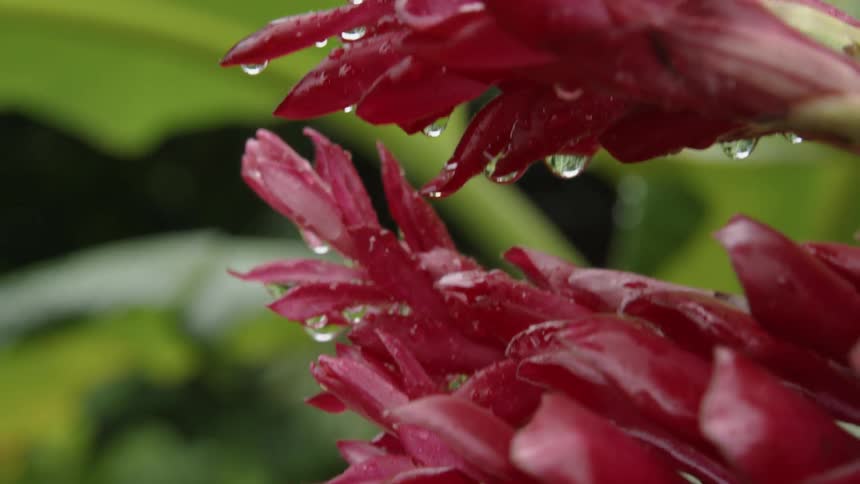 Water droplets cover a flower