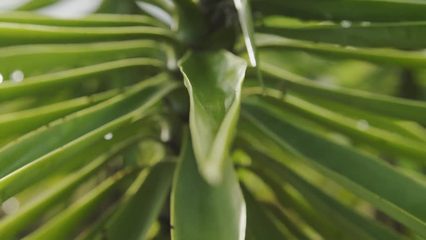 Water droplets sit on the long slender green leaves