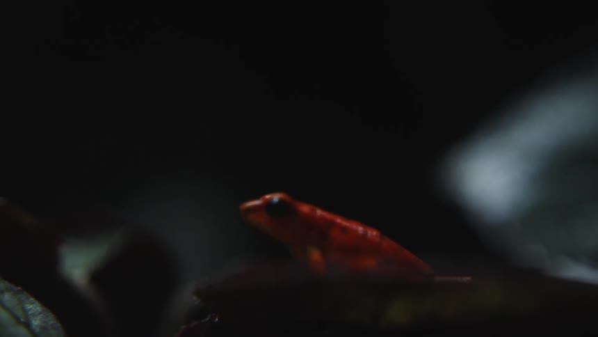 Orange frog sits on a log at night