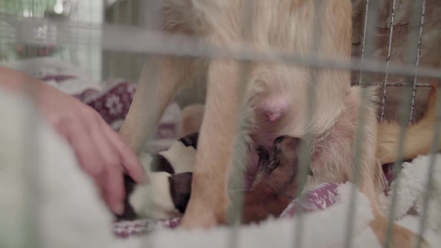 A person moves around one small puppy as two others nurse from the mother dog in a cage