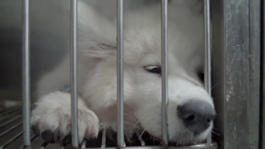 A dog sleeps in a cage
