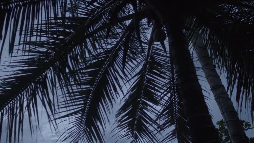 Wind blows through palm leaves