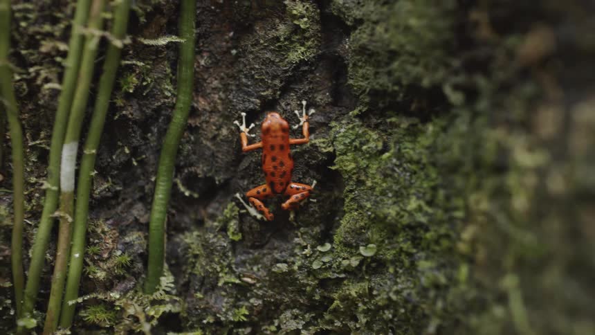 Orange and black frog leaps up the side of a tree