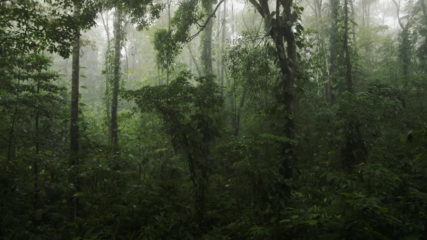 Trees grow in a forest