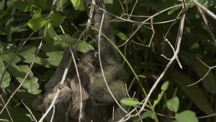 A sloth holds a baby in a tree