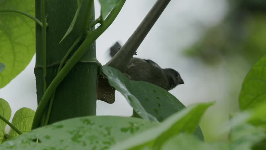 The bird is perched on the tree branch
