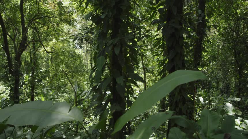 The group of trees have many large leaves hanging down
