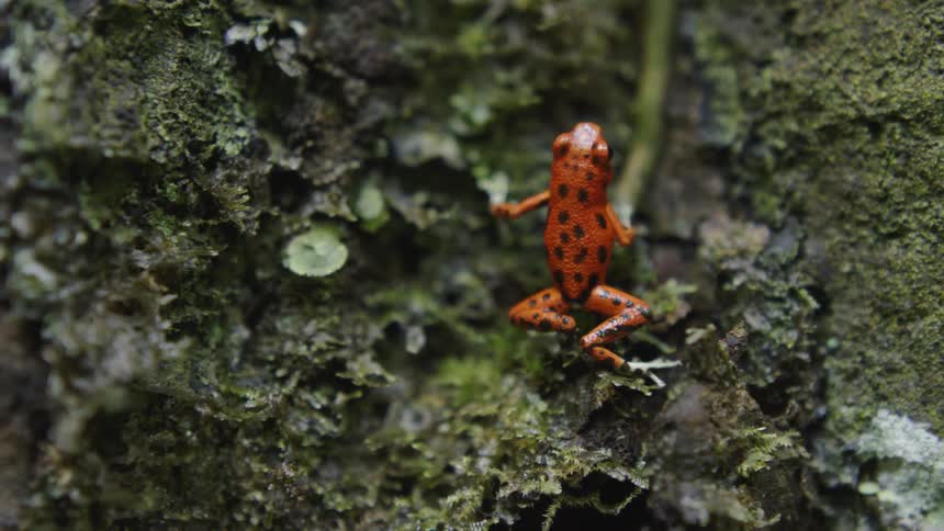 Orange and black frog sits in the foliage