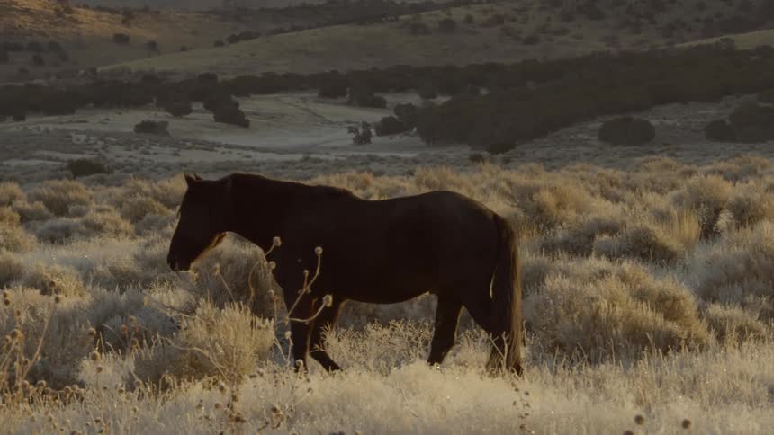 A horse walks in the tall grass
