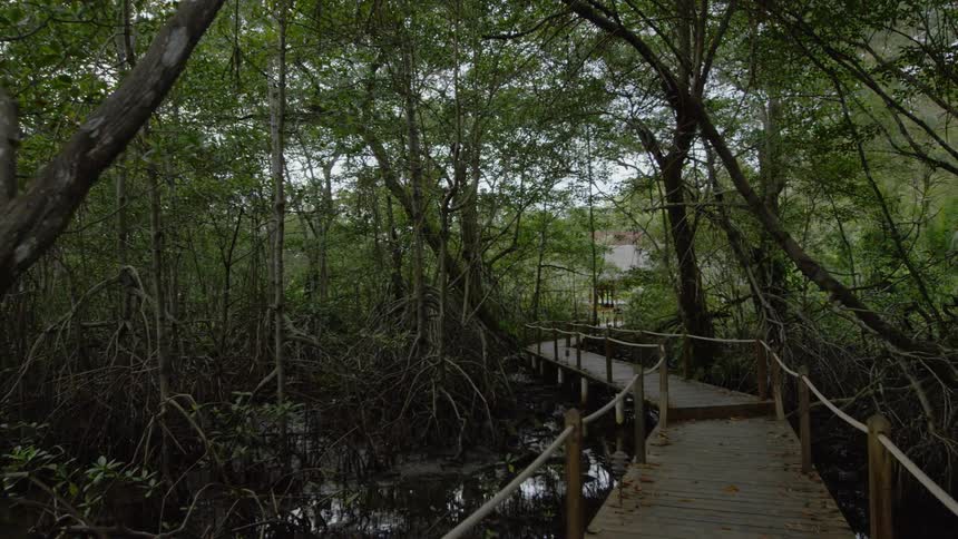 A wooden pathway leads across a marshland forest in daylight