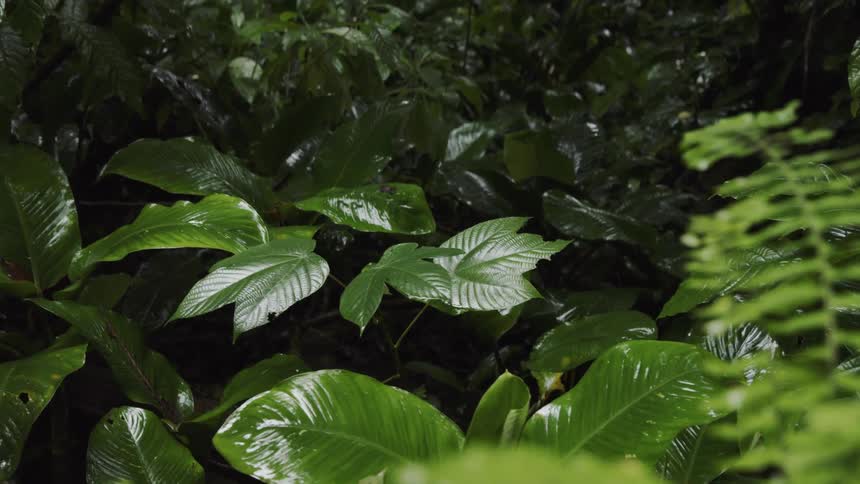 Leafy foliage in the woods
