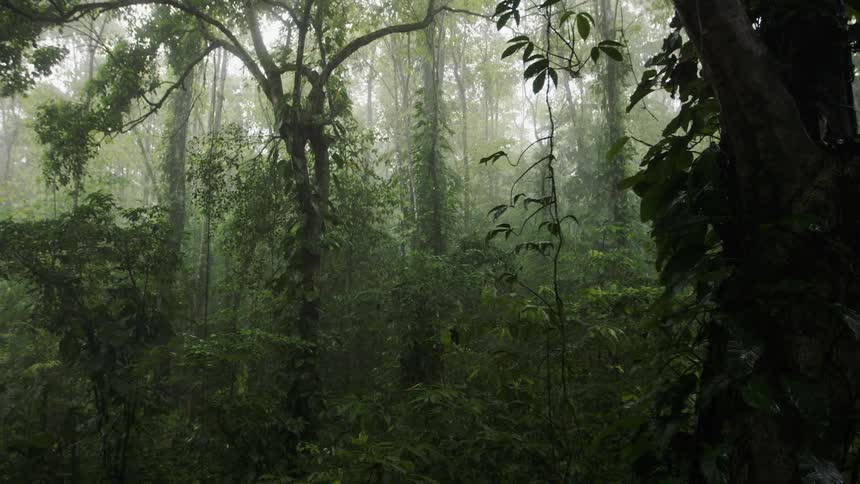 Trees grow in a forest