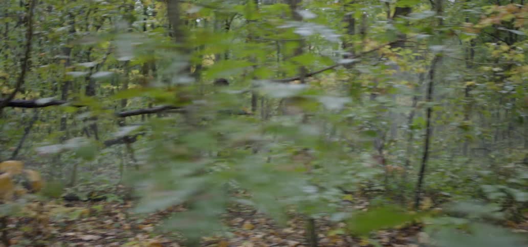 Man and woman run through the forest