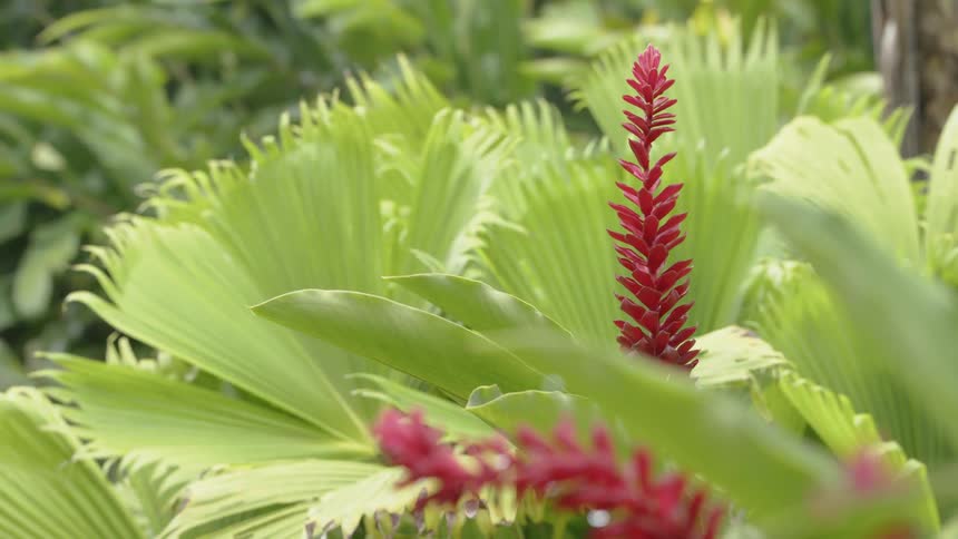Red and green leaves swaying in the wind