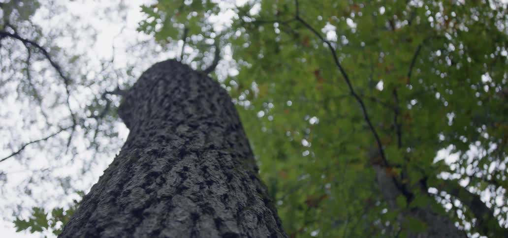 Trees in the woods on a cloudy day