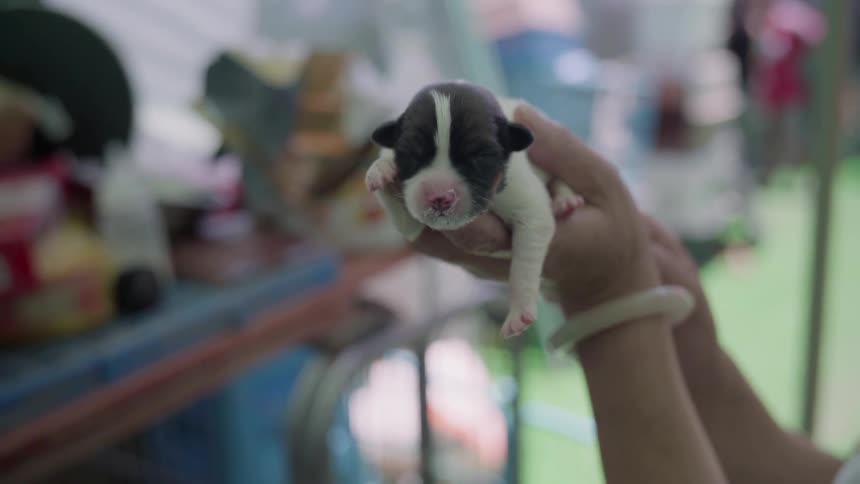 The person is holding a puppy in the vet